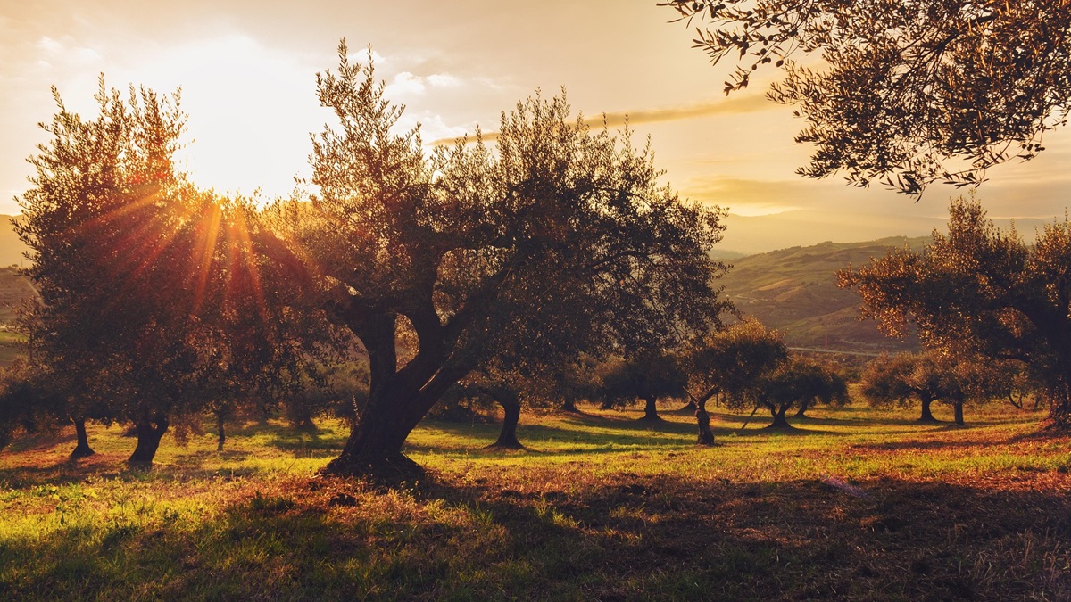 Agricultura ecológica sin herramientas frente a las plagas.jpg